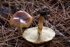 Pholiota velaglutinosa