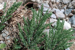 Myricaria germanica