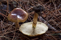 Pholiota velaglutinosa