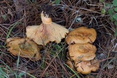 Lactarius rubrilacteus