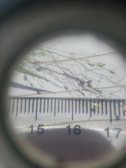 Dichanthelium implicatum