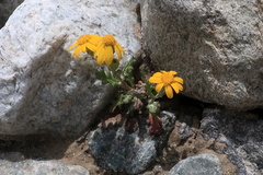 Senecio leucanthemifolius
