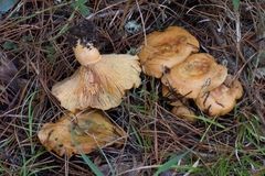 Lactarius rubrilacteus