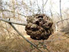 Callirhytis quercuscornigera