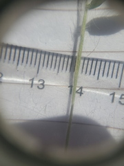 Dichanthelium implicatum