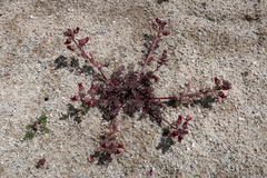 Scrophularia ruprechtii