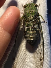 Orientopsaltria fuliginosa