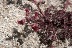 Scrophularia ruprechtii