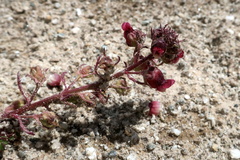 Scrophularia ruprechtii