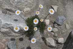 Tripleurospermum caucasicum