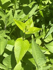 Pycnanthemum muticum