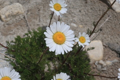 Tripleurospermum caucasicum
