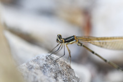 Allocnemis leucosticta