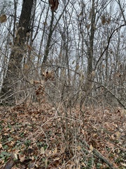 Lonicera