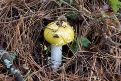 Amanita augusta