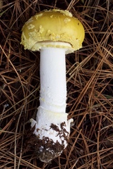 Amanita augusta