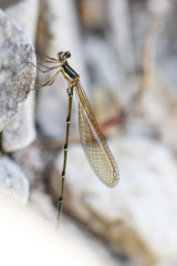 Allocnemis leucosticta