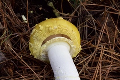 Amanita augusta