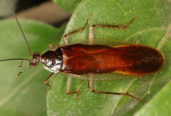 Supella dimidiata