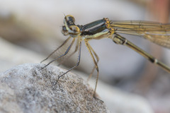 Allocnemis leucosticta
