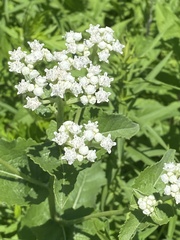 Parthenium integrifolium
