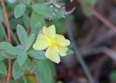 Crocanthemum corymbosum