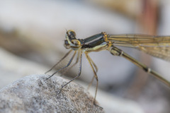 Allocnemis leucosticta