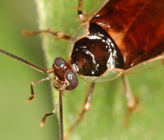 Supella dimidiata