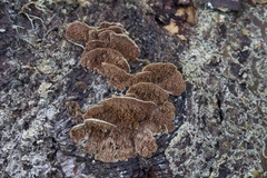 Trichaptum fuscoviolaceum