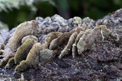 Trichaptum fuscoviolaceum