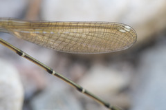 Allocnemis leucosticta