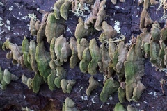 Trichaptum fuscoviolaceum