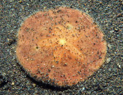Peronella lesueuri