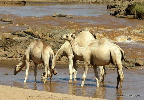 Dromedary Camel