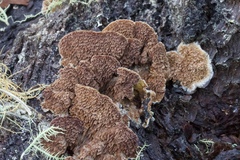 Trichaptum fuscoviolaceum