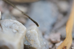 Allocnemis leucosticta