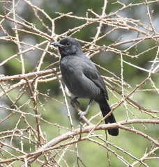 Laniarius funebris