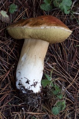 Boletus regineus