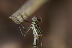 Allocnemis leucosticta