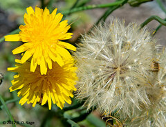 Hypochaeris radicata
