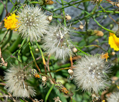 Hypochaeris radicata
