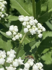 Parthenium integrifolium