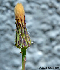 Hypochaeris radicata