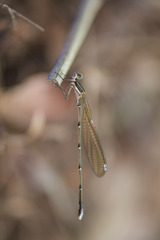 Allocnemis leucosticta