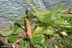 Hypochaeris radicata
