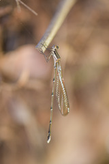 Allocnemis leucosticta