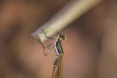 Allocnemis leucosticta