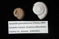 Sonorella granulatissima