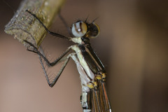 Allocnemis leucosticta