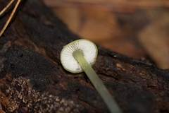 Gliophorus psittacinus